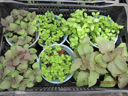 Các loại rau thơm như húng, tía tô, kinh giới...đều dễ trồng và thu hoạch sau 15 - 20 ngày. Ảnh: Nongnghieppho.