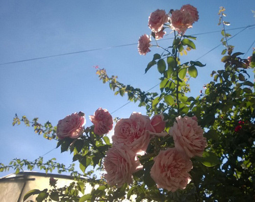 Hoa hồng leo thường được trồng để trang trí trong các sân vườn, hàng rào, cổng nhà hay cửa sổ. Ảnh: Hoadepvietnam.