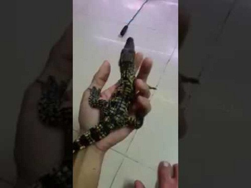 Thời gian gần đây, việc săn lùng, tìm mua cá sấu cảnh đang tạo nên cơn sốt trong giới đại gia Việt, chủ yếu là ở Hà Nội. Ảnh: Youtube.