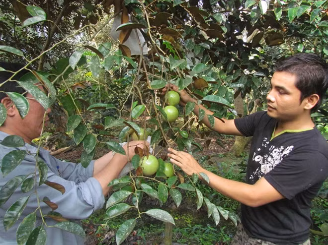Trước khi xuất khẩu, vú sữa phải trải qua nhiều quá trình khắt khe. Theo đó, vú sữa được trồng và chăm sóc đạt tiêu chuẩn cao. Ảnh: Báo Nông Nghiệp.