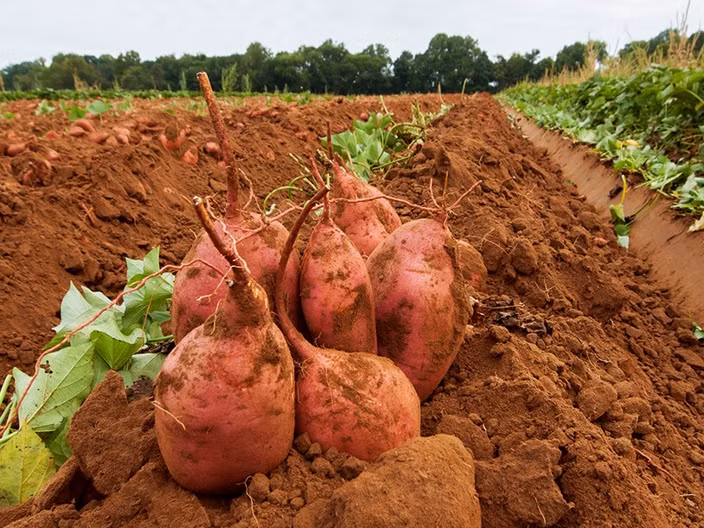 Khi ăn, khoai lang Hàn bở nhưng mật rất thơm. Ảnh: Tistory.