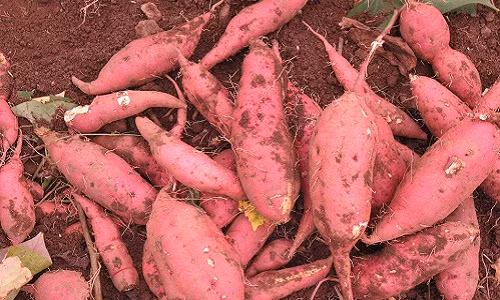 Các cửa hàng nhập khoai lang Hàn về bán thường chỉ đủ cho khách đặt, ít khi có hàng sẵn. Ảnh: Naver.