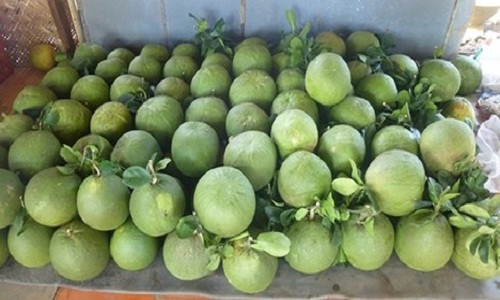 Sau khi thu hái bưởi xong, sẽ xếp 1 lớp bưởi dưới cùng sát nền nhà, cuống hướng lên trên. Lớp tiếp theo sẽ hướng cuống bưởi xuống dưới. Khoảng 20-30 ngày đảo quả 1 lần.