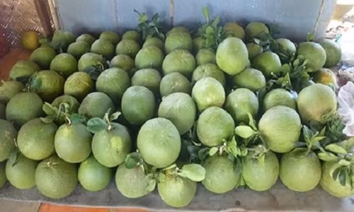 Sau khi thu hái bưởi xong, sẽ xếp 1 lớp bưởi dưới cùng sát nền nhà, cuống hướng lên trên. Lớp tiếp theo sẽ hướng cuống bưởi xuống dưới. Khoảng 20-30 ngày đảo quả 1 lần.