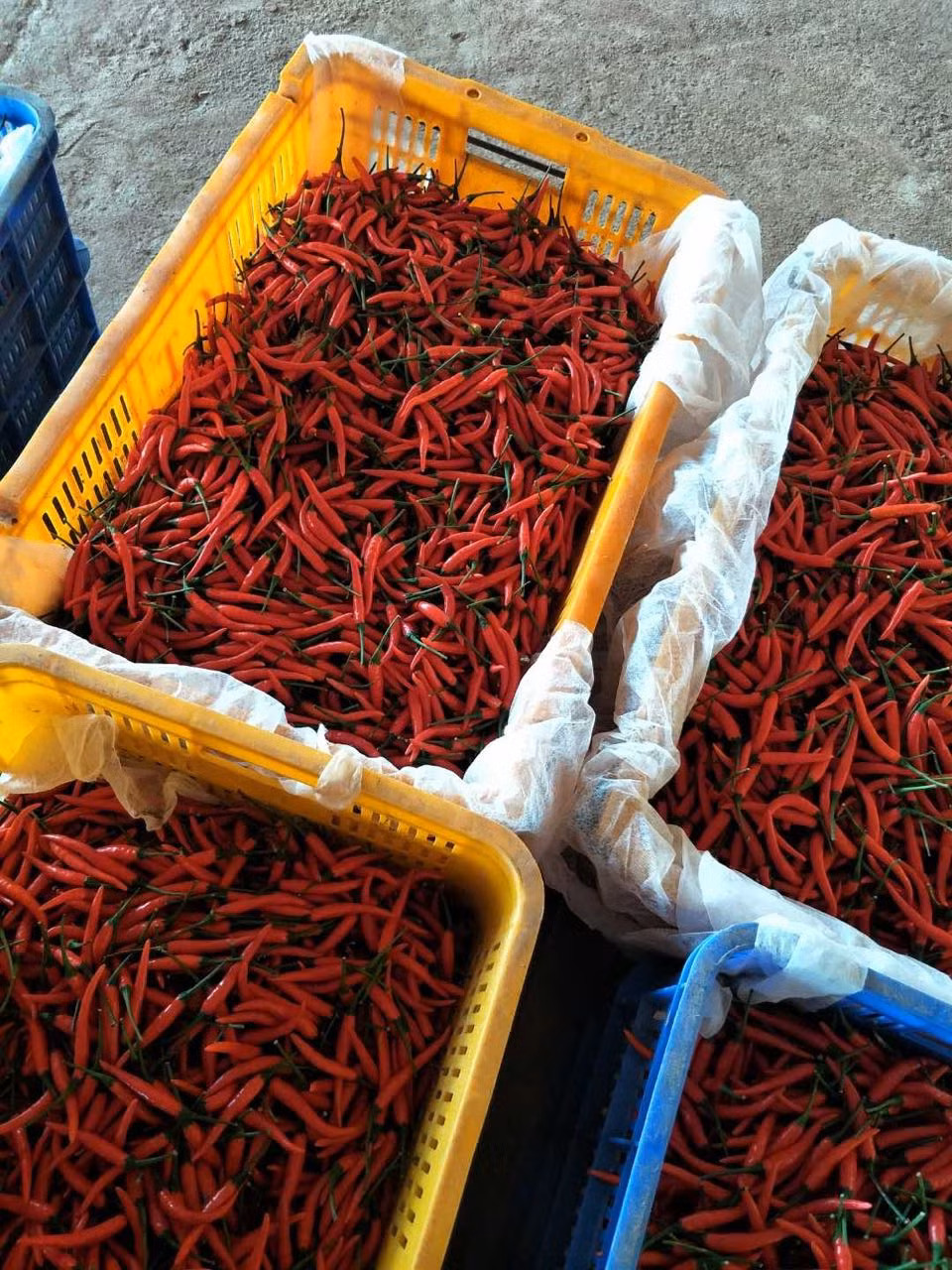 Ớt xuất khẩu được tuyển chọn kỹ, đều nhau về kích thước.