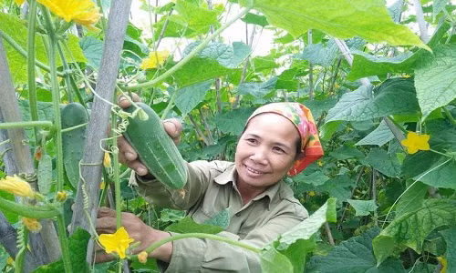 Nhờ chăm sóc tốt, ruộng dưa chuột năm nay rất sai quả, chất lượng đồng đều.