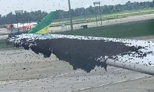 Kinh hoang canh tuong may bay khon don vi bi ong "quay"