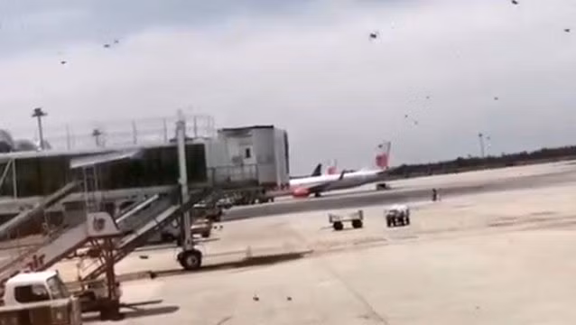 Không chỉ có vậy, rất nhiều con ong khác vẫn đang lượn lờ xung quanh máy bay. Ảnh: AsiaWire.