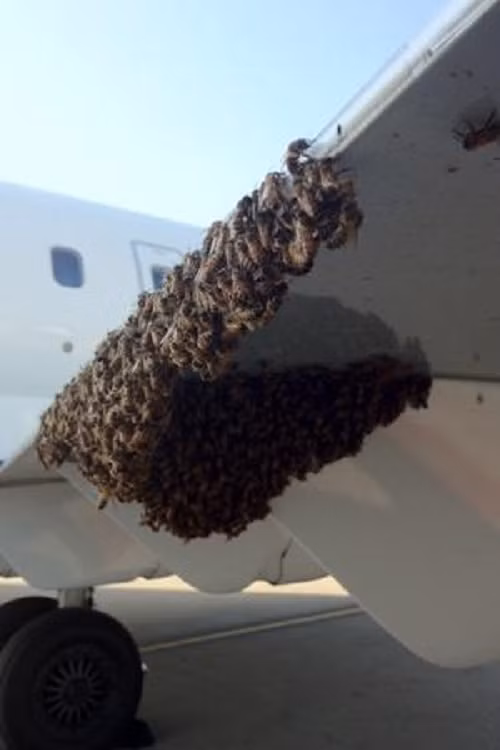 Số lượng ong có thể lên tới 25.000 - 30.000 con. Ảnh: Nypost.