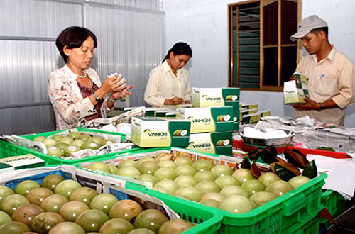 Vú sữa là trái cây thứ 5 của Việt Nam được xuất khẩu sang thị trường Mỹ. Ảnh: Klever Fruits.