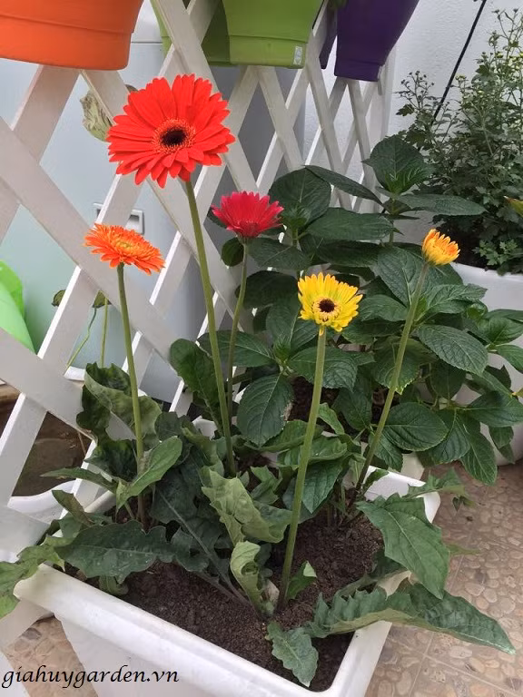 Lưu ý, hoa đồng tiền phải trồng nổi. Bộ rể của cây phải ngang với mặt đất và không nên trồng sâu quá. Bởi nó sẽ khiến cây chậm phát triển và nụ của cây không mọc được hay bị thối rể và thối nụ. Ảnh: Caycanhgiahuy.