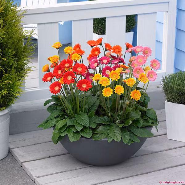 Có màu sắc đẹp mắt nên hoa đồng tiền giúp không gian sống thêm bừng sáng. Vụ thu tháng 9, 10 là thời điểm thích hợp nhất để bạn tạo nên những chậu hoa đồng tiền đặt xung quanh nhà. Ảnh: Hatgionghoa.