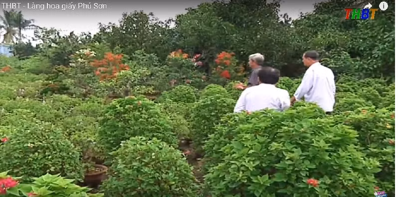 Hàng năm, các hộ nông dân trong xã sản xuất khoảng 1.000 chậu cây hoa giấy, phục vụ Tết. Ảnh: THBT.