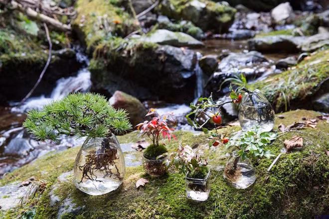 Ngoài cây cảnh, loài hoa, cây ăn quả cũng có thể tạo thành aqua bonsai. Ảnh: Housebeautiful.