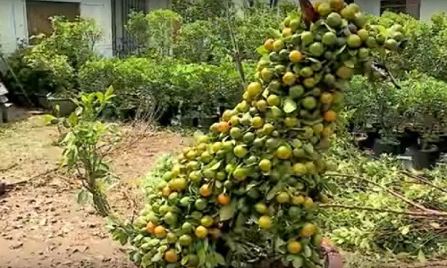 "Chú chó" này khi chín sẽ có màu vàng rực đẹp mắt. Ảnh: THVL.