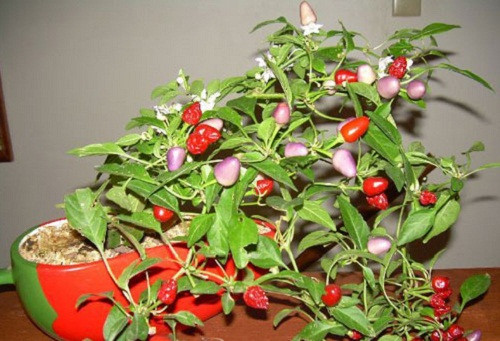 Cây ớt bonsai trai trĩu quả đẹp đến bất ngờ. Ảnh: Caycanhthanglong.