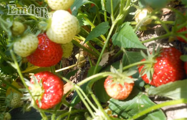 Ngoài trồng các loại rau, chị Trang cũng trồng thêm cả dâu tây trong vườn.