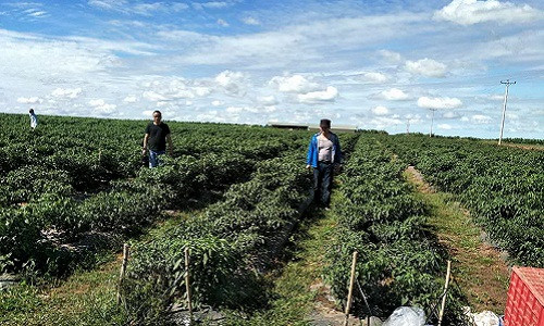 Đến thời điểm hiện tại, Hoàng Anh Gia Lai trồng khoảng 1.000 ha ớt tại Việt Nam, Lào và Campuchia.