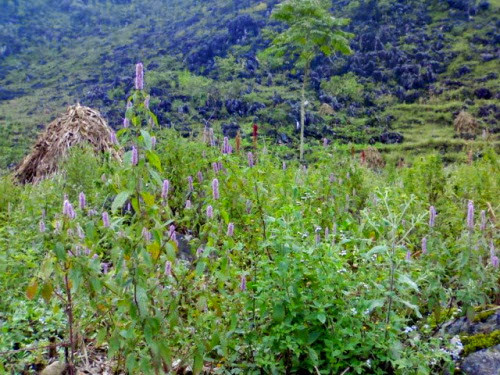 Khoảng tháng 9 tới tháng 12 âm lịch, khi những bông hoa bạc hà nở rộ là lúc bầy ong cao nguyên đá đua nhau đi lấy mật. Ảnh: Hagiangonline.