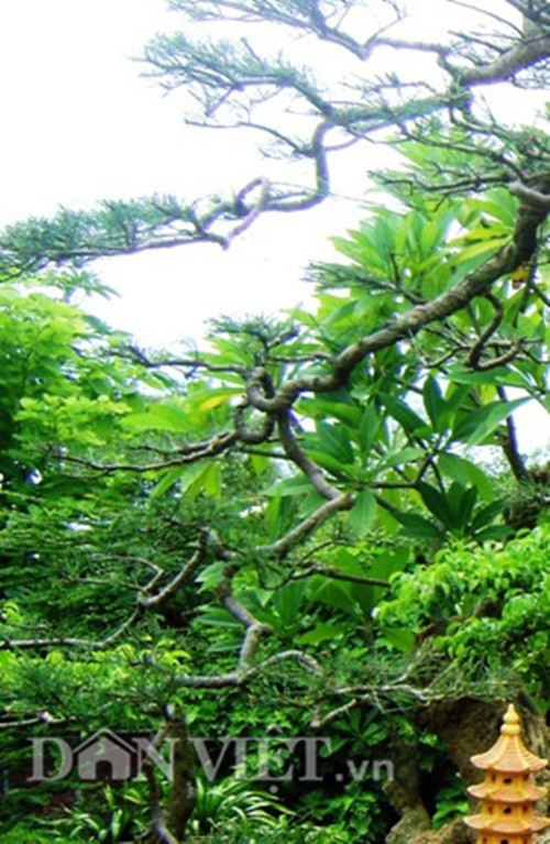 Theo quan sát của PV, thân cây phi lao này hốc hác, rỗng 1/3, bên gỗ thân cây đã mục khô, bên vỏ vẫn tươi xanh, rêu phong phủ bám. Đặc biệt, các cành lá của cây phi lao vẫn xanh tốt, được chủ nhân uốn lượn thả dáng rất mềm mại.