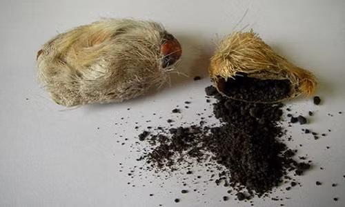 Rung ron voi phuong phap tranh thai cua phu nu phong kien