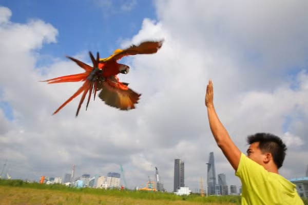 Những con vẹt Nam Mỹ còn được chủ nhân đưa đi tập bay tại các bãi đất trống ở Sài Gòn. Ảnh: Thesaigontimes.