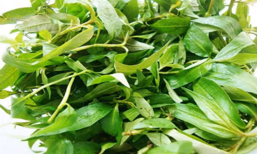 Dung thu rau gia vi nay sau 1 tuan: Da lang min, sach mun