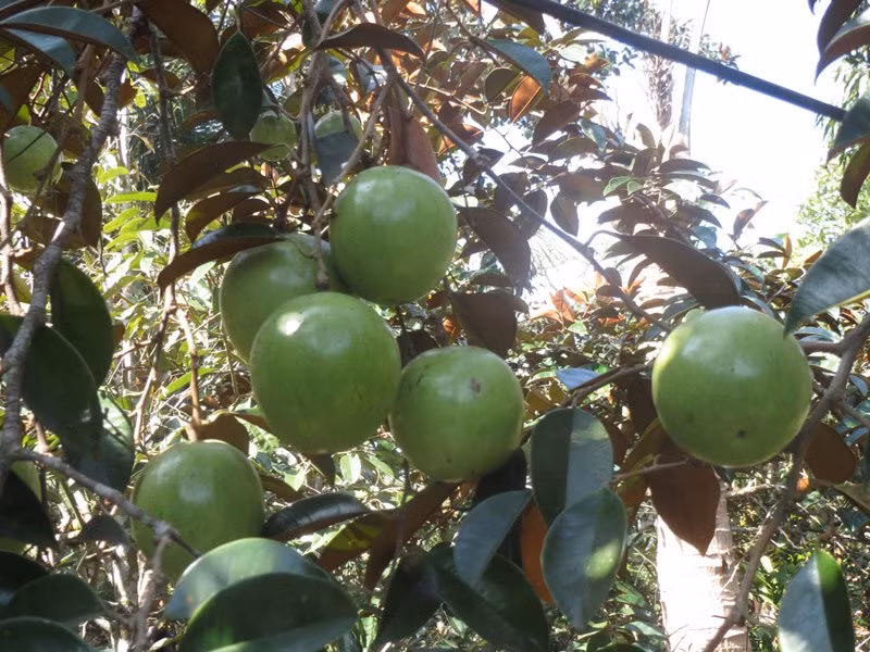 Để được cấp phép vào thị trường khó tính Mỹ, quả vú sữa của Việt Nam phải đáp ứng các tiêu chuẩn của Mỹ và phải được cấp mã số vùng trồng. Ảnh: Baodansinh.