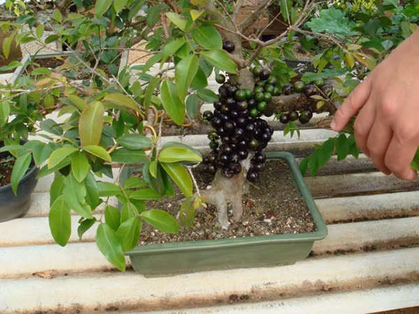 Quả chi chít, dày đặc trên thân khiến chậu bonsai trở nên đặc biệt mà không một loài nào có được. Ảnh: Chohoaviet.