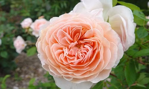 William Morris xuất xứ từ Anh, được nhập về Việt Nam với số lượng ít nhưng khách đặt mua khá đông. Ảnh: Rossroses.