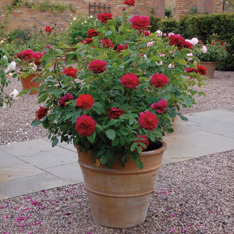 Thân cây nhỏ, mềm yếu nhưng hồng William Shakespeare rất sai hoa. Hoa có đường kính lớn từ 10-12cm. Mỗi bông hoa có thể lên đến 120 cánh. Ảnh: David Austin Roses.