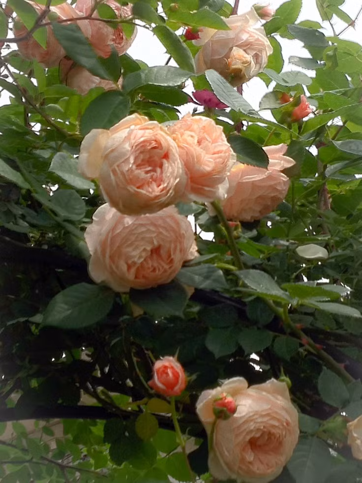 Thuộc dạng bụi, hoa hồng William Morris có màu hồng phấn dịu dàng, hoa nở thành chùm. Mỗi chậu hoa được bán với giá 2,5 triệu đồng. Ảnh: Printest.