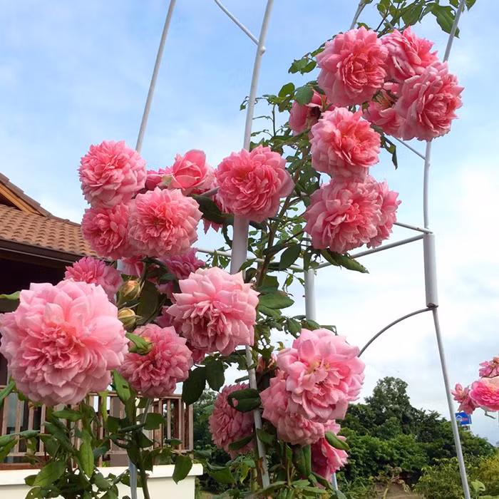 Cũng có giá nhập khẩu trên 10 triệu đồng, hoa hồng Huntington có nguồn gốc từ Anh quốc. Điểm nổi bật nhất của giống hoa hồng này là sai hoa. Cây cho hoa thành từng chùm từ 3-5 bông. Ảnh: Hoahongleo.