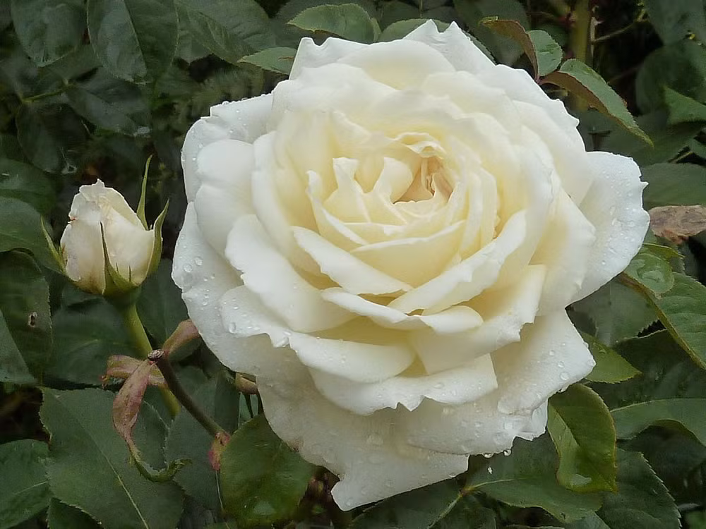 Hoa hồng Jeanne Moreau có đường kính hoa lớn màu trắng xuất xứ từ Pháp. Mỗi chậu hoa này có giá từ 1,5 - 2 triệu đồng. Ảnh: Vuonhongvanloan.