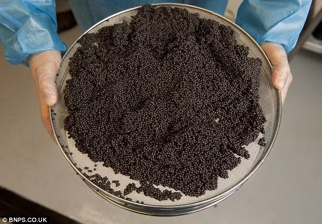 Là một trong những món ăn xa xỉ bậc nhất thế giới, quy trình sản xuất trứng cá caviar không hề đơn giản. Ảnh: BNPS.