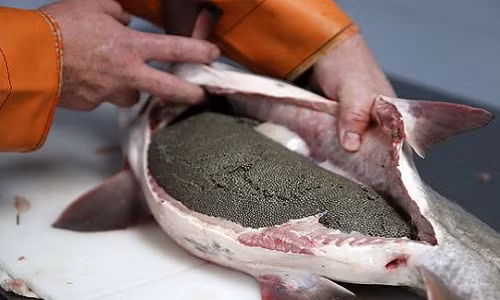 Để lấy trứng cá caviar, người thợ phải cẩn thận trong quá trình rạch bụng cá. Ảnh: Cincinnati Enquirer.