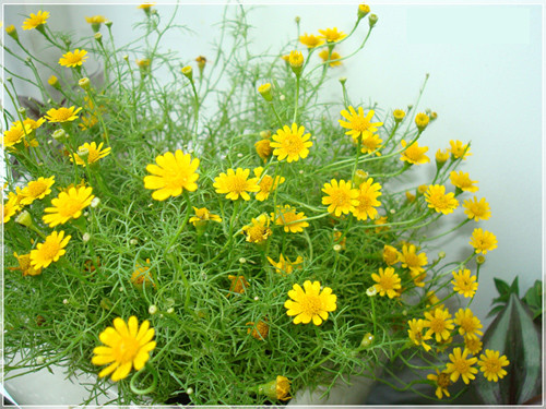 Khi cây cao khoảng 10-15cm thì đưa hoa ra chậu, đặc biệt tránh làm vỡ bầu. Ảnh: Bao phu nu. Ảnh: Caycanhanhvu.