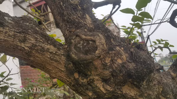 "Không dễ kiếm như các cây kiểng khác, vọng cách rất khó tìm và để làm ra nó tôi đã phải tồn nhiều thời gian, tâm huyết nên tôi không muốn bán dù có người trả giá cao" - anh Tuyền chia sẻ.