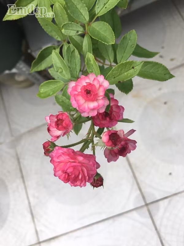 Để vườn hồng luôn sai bông, tỏa hương quanh năm, chị Thu Hiền cẩn thận, kĩ lưỡng từ khâu làm đất. Đất trồng chị trộn phân bò, tro trấu, xơ dừa.