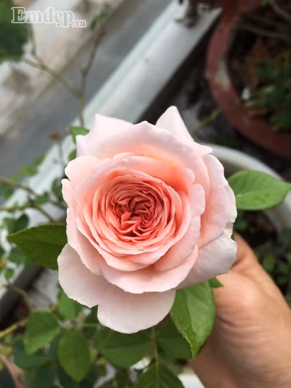 Trong quá trình chăm sóc, chị lại bón thêm phân gà, phân cá và xịt thuốc phòng bệnh định kì.