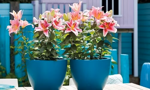 Màu sắc và hình dáng quyến rũ khiến hoa ly được nhiều gia đình Việt trưng bày trong dịp Tết. Để có chậu hoa ly đẹp, bạn nên tham khảo các công đoạn trồng từ bây giờ và nên trồng khoảng 1 - 2 tháng trước Tết. Ảnh: Vietq.