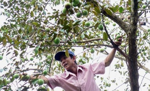 Thương hiệu vú sữa Lò Rèn ở Tiền Giang được mọi người biết đến nhờ hương vị đặc trưng. Ảnh: TTXVN.