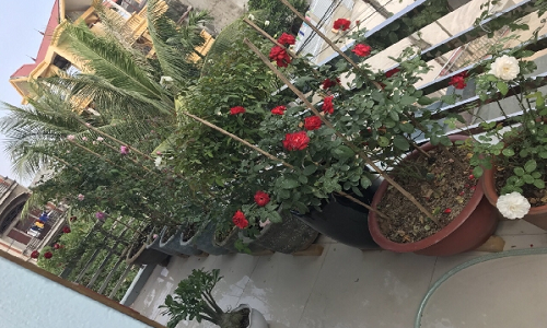 Những ngày đầu bắt tay vào trồng và chăm sóc hoa có quá nhiều bỡ ngỡ nên chị Thảo chỉ dám trồng giống hồng ta như nhung cổ, tường vi, hồng huế, hồng đào, hồng bạch...