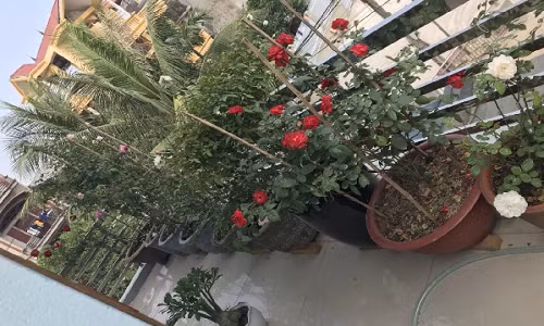 Những ngày đầu bắt tay vào trồng và chăm sóc hoa có quá nhiều bỡ ngỡ nên chị Thảo chỉ dám trồng giống hồng ta như nhung cổ, tường vi, hồng huế, hồng đào, hồng bạch...