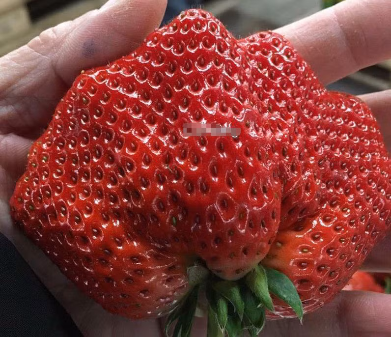 Có một loại hoa quả Nhật Bản cao cấp được giới nhà giàu Việt săn lùng đó là dâu tây nữ hoàng. Đầu năm nay, loại dâu tây này được bán tại Hà Nội với giá 2,5 triệu đồng/hộp 1,5kg. Ảnh: Vietnamnet.