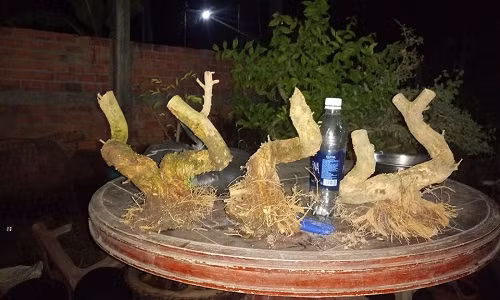 Rễ cây linh sam cân đối từng chi tiết. Ảnh: Facebook.