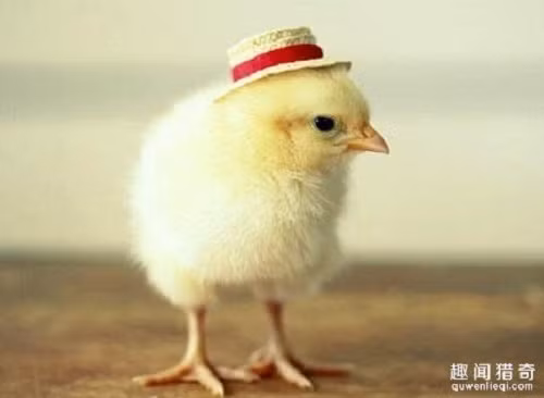 Các chuyên gia giám định ở Anh sẽ… nhìn mông gà con để giám định giới tính cho chúng. Trung bình mỗi ngày, họ phải giám định từ 800 đến 1.200 con gà. Thu nhập đến từ công việc này là 40.000 bảng Anh/năm (~1,2 tỷ đồng).