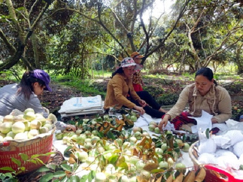 Vú sữa Lò Rèn còn được biết đến với tên gọi khác, thể hiện chất lượng thơm ngon của vú sữa: vú sữa bơ hồng. Ảnh: Tiengiang.