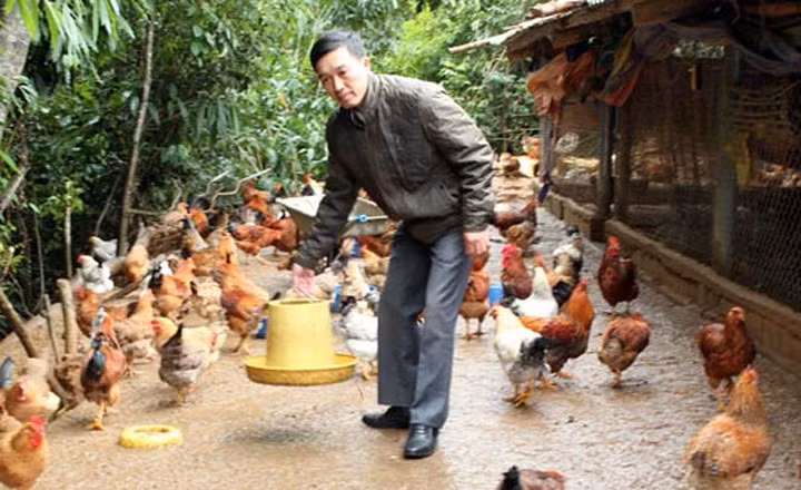 Mô hình nuôi gà đồi Tiên Yên của anh Trần Văn Đa, thôn Tềnh Pò, xã Phong Dụ, huyện Tiên Yên mỗi năm cho thu nhập trên dưới 2 tỷ đồng. (Ảnh: Báo Dân Việt)