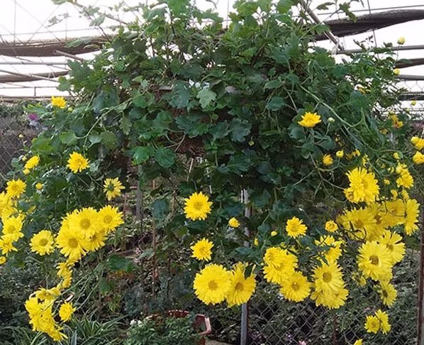 Để có được chậu hoa đẹp rạng ngời, phải thường xuyên ngắt ngọn hạn chế ra hoa để cây phát triển thân lá.